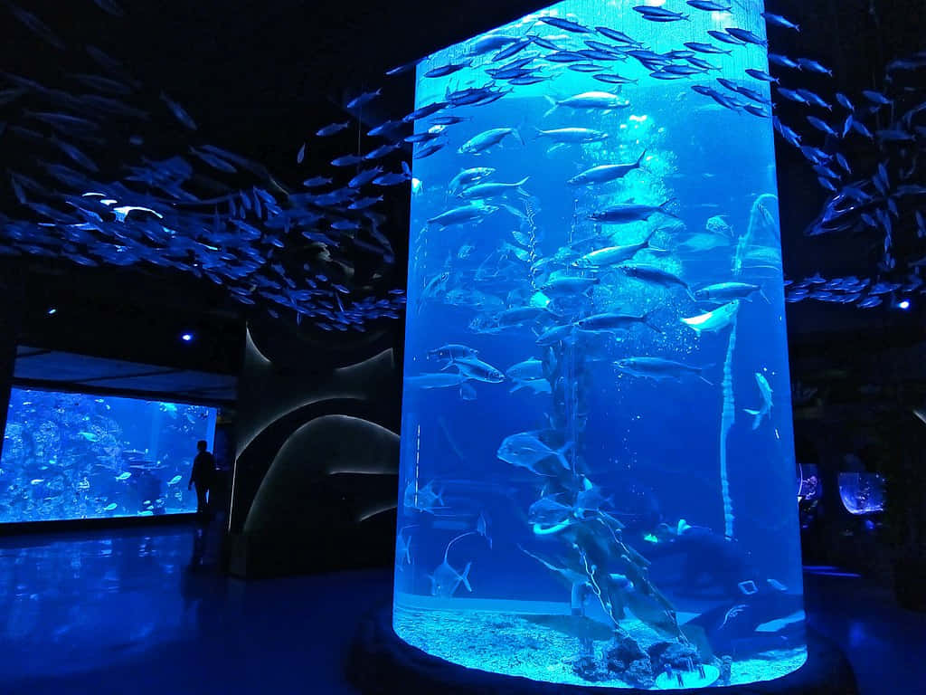 Blauwe Aquarium Majesteit.jpg Achtergrond