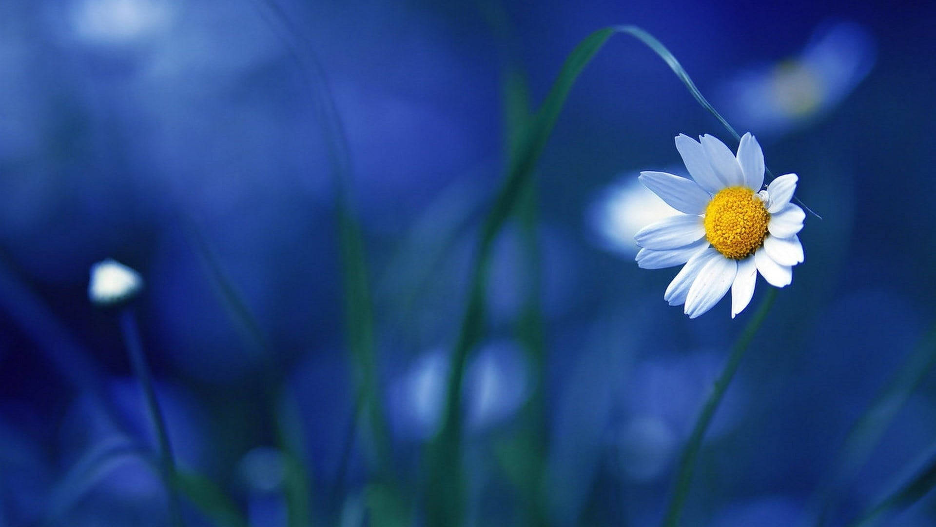Blå baggrund af Daisy Flower PC Wallpaper