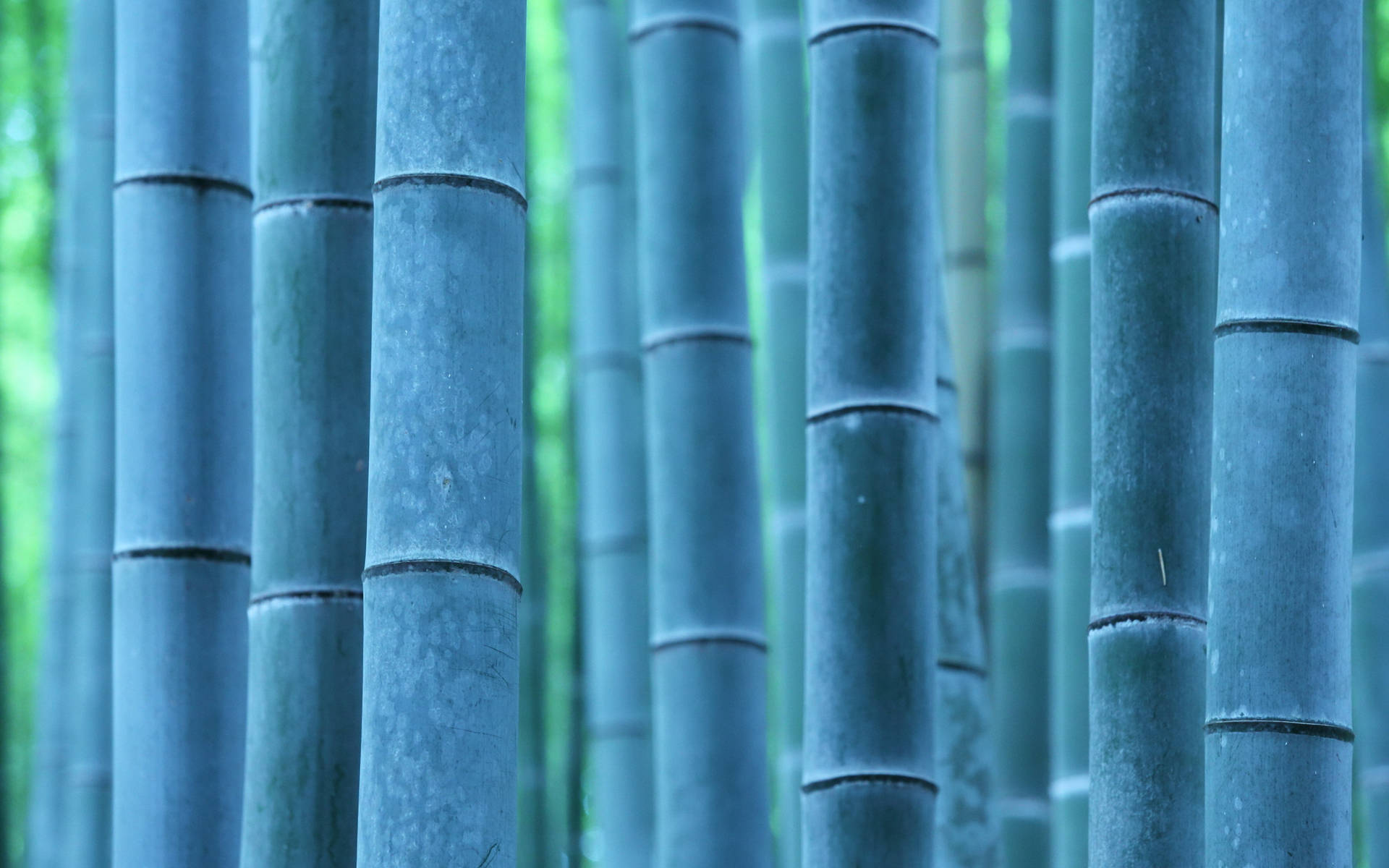 Blue Bamboo Poles