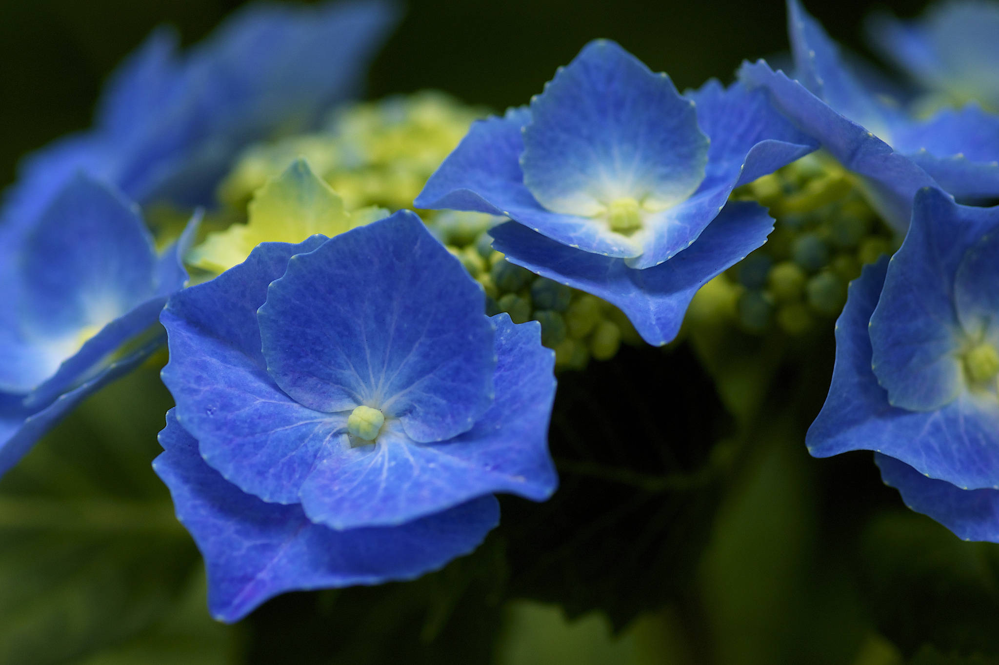 Blue Beautiful Flower Close-up Wallpaper