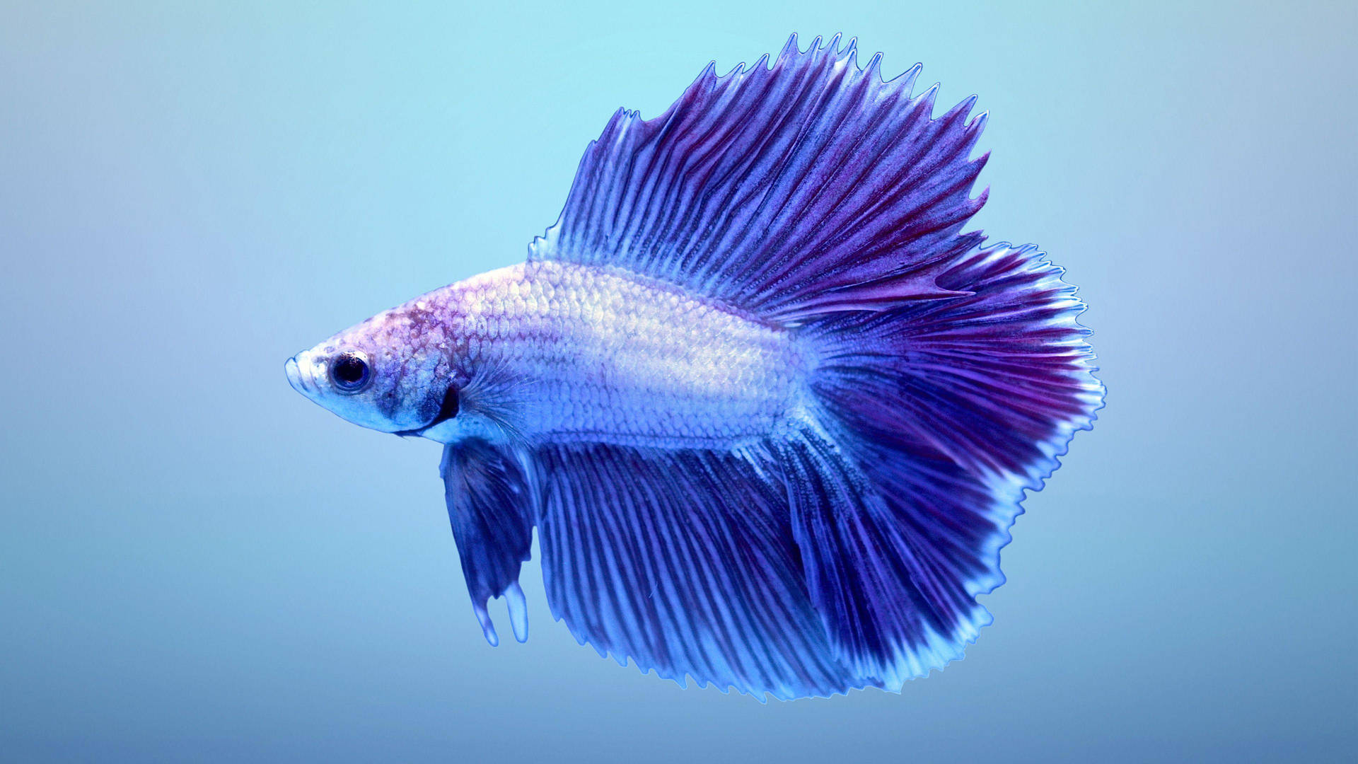 Blue with white-red head halfmoon betta | Fish for Rehoming | Mississauga /  Peel Region | Kijiji