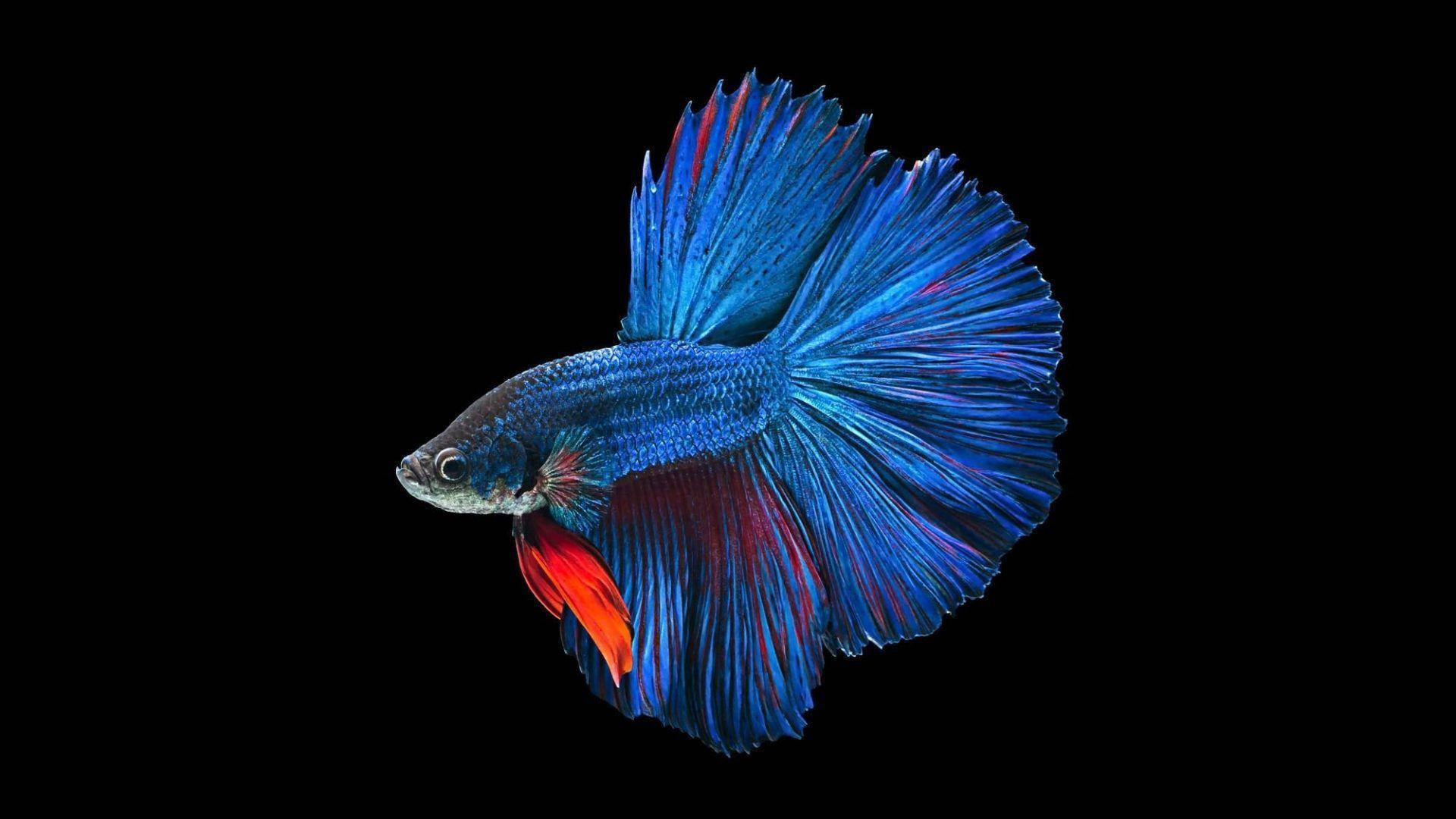 Free Fish Wallpaper Downloads, [900+] Fish Wallpapers for FREE | Wallpapers .com