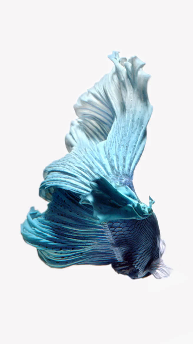 Blue Betta Fish iOS 6 Wallpaper
