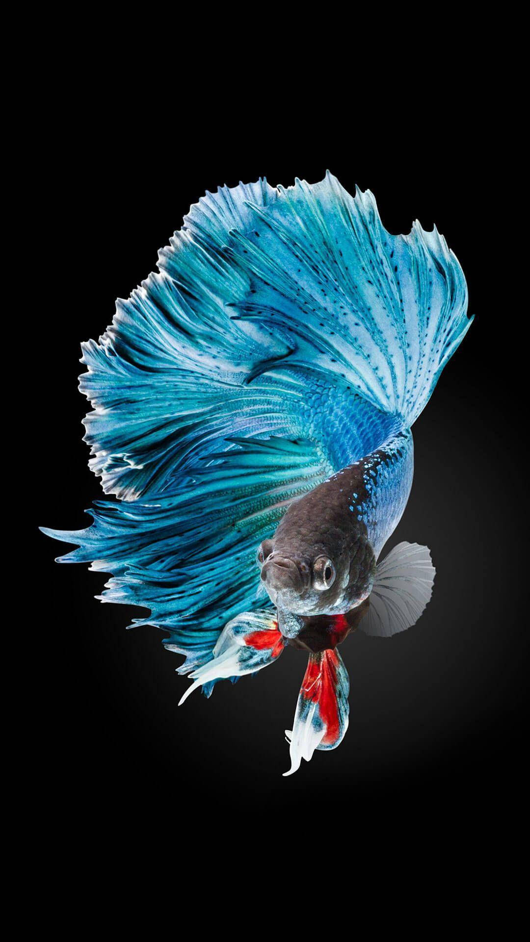 Blue Betta Fish Portrait Wallpaper