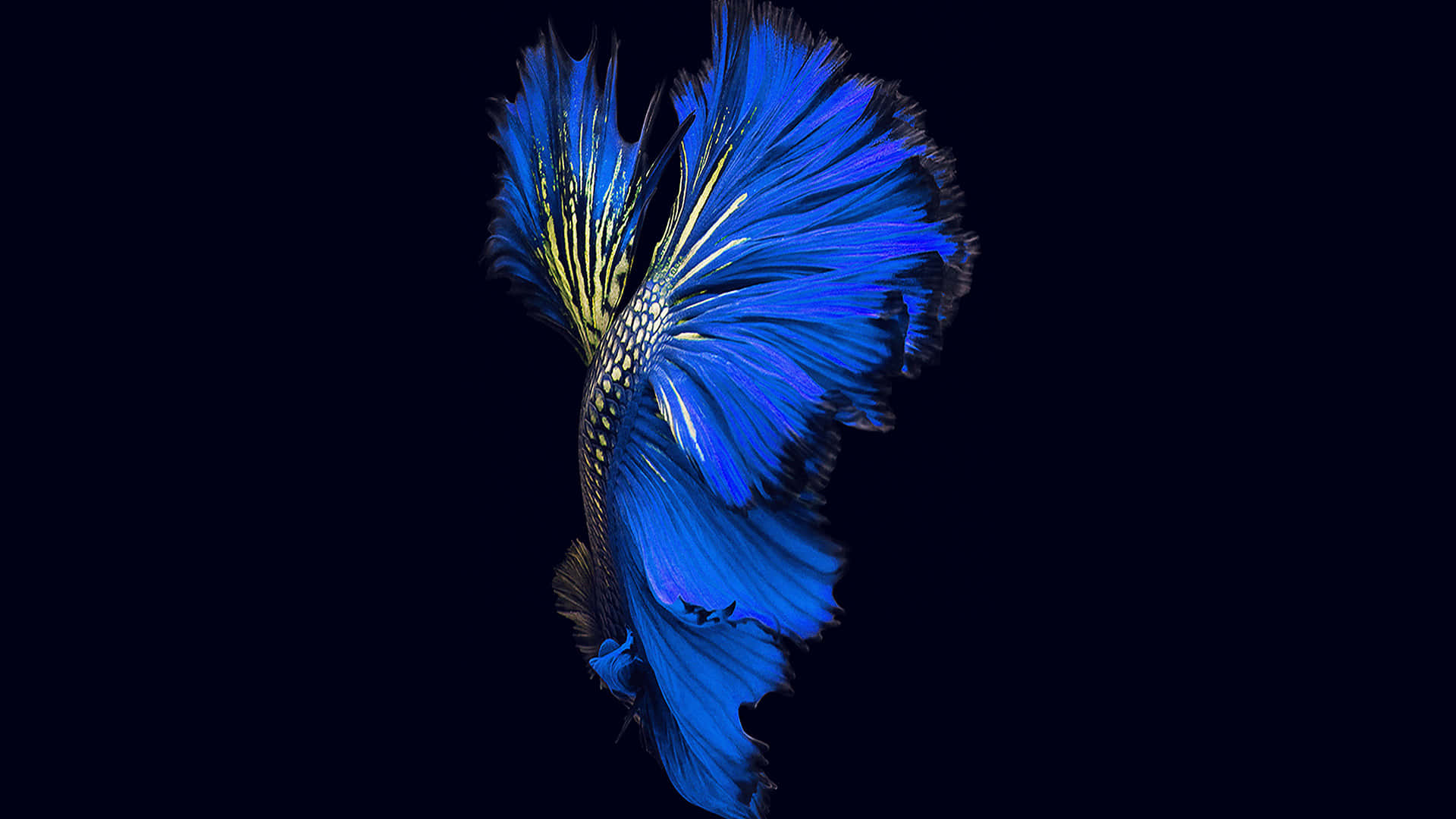 Blue Betta Splendor Wallpaper