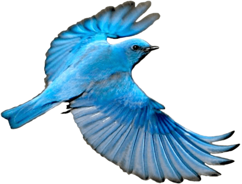 Blue Bird In Flight.png PNG