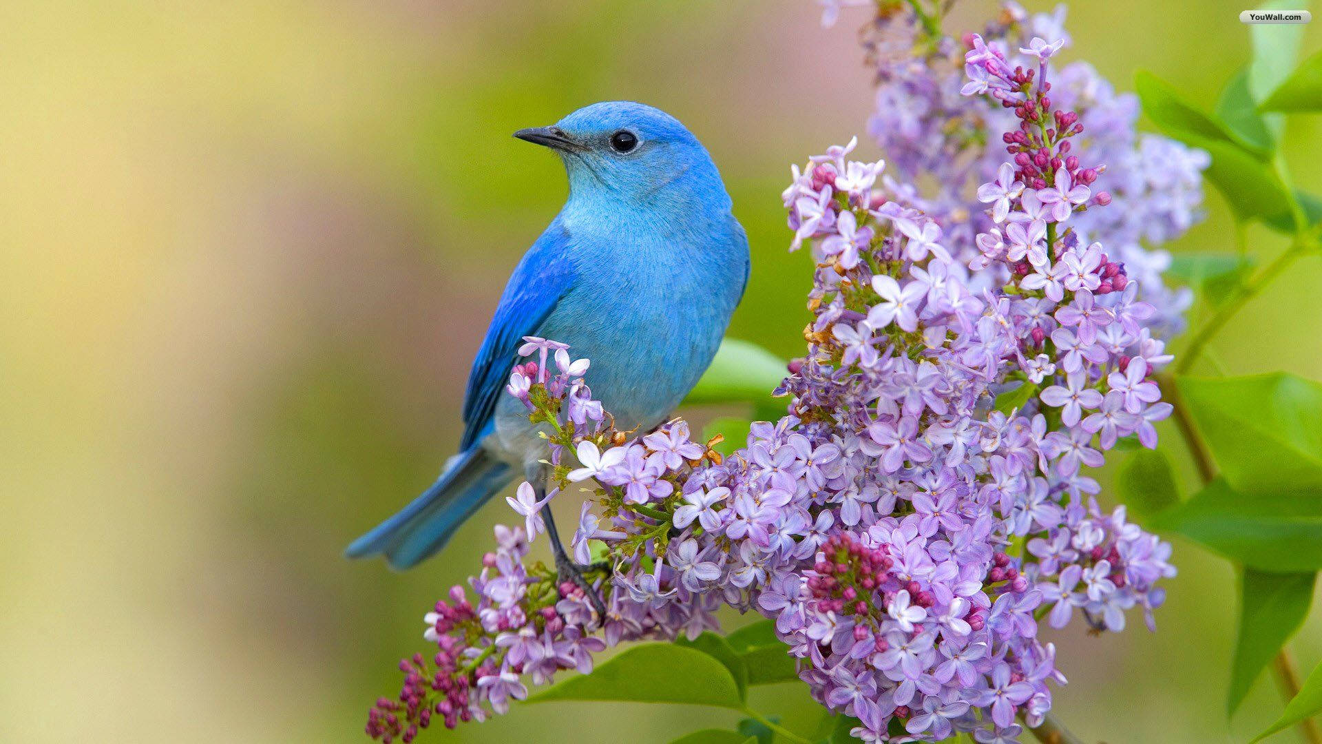 Blue Bird On Purple Flowers