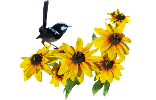 Blue Bird Yellow Flowers Black Background.jpg PNG