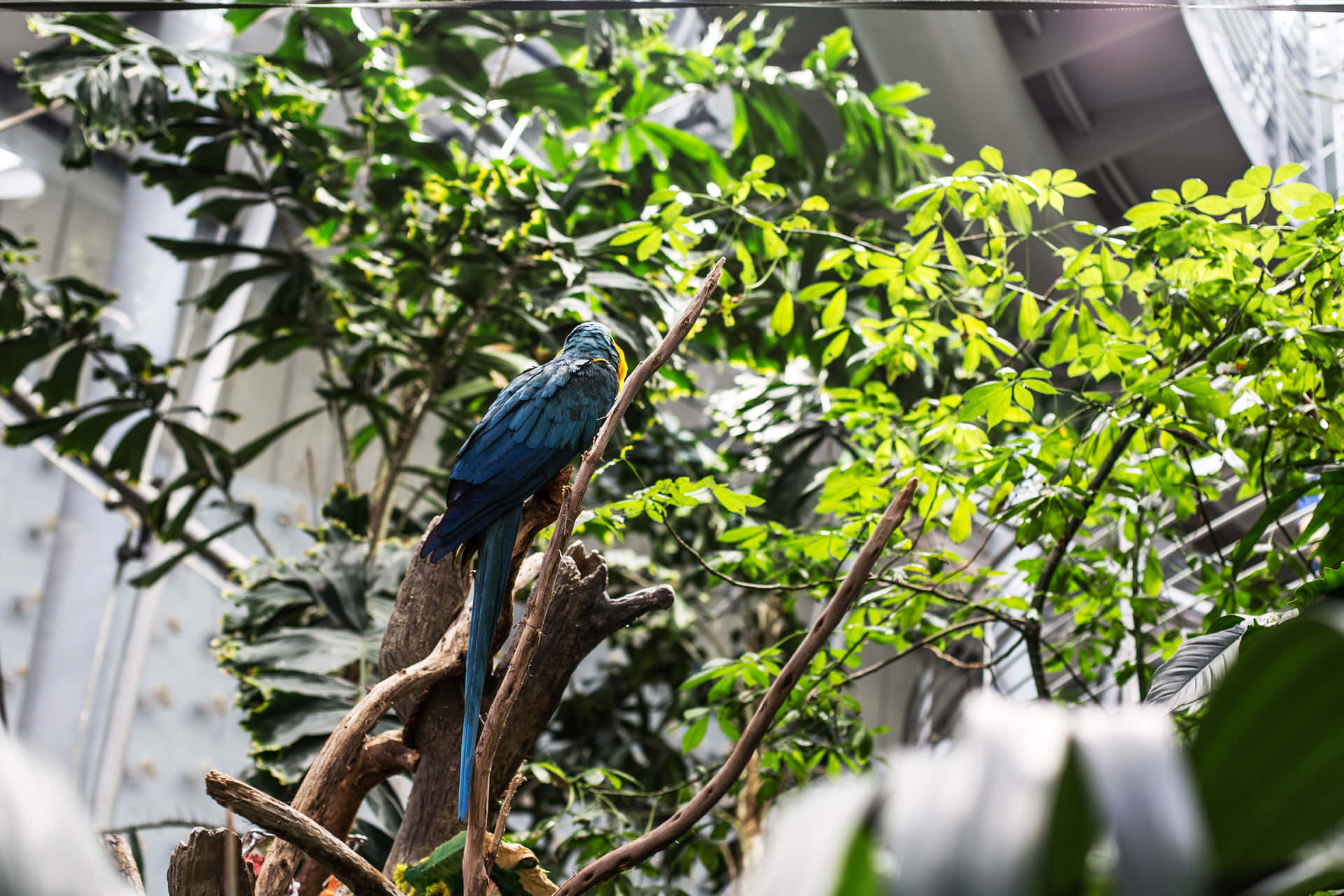 Burung Biru Di Habitat Hutan Hujan Wallpaper