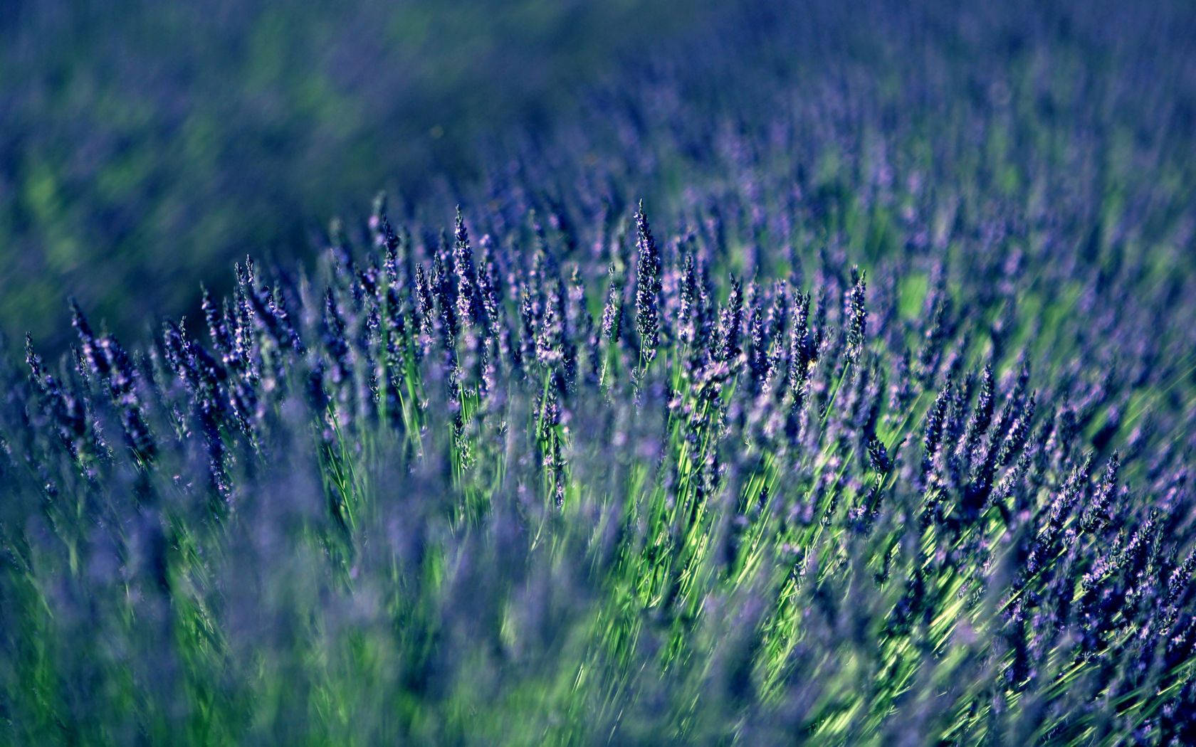 Lavender Wallpapers