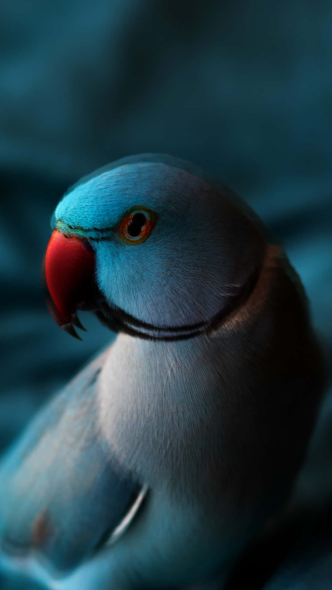 Blue Blurred Parrot Wallpaper