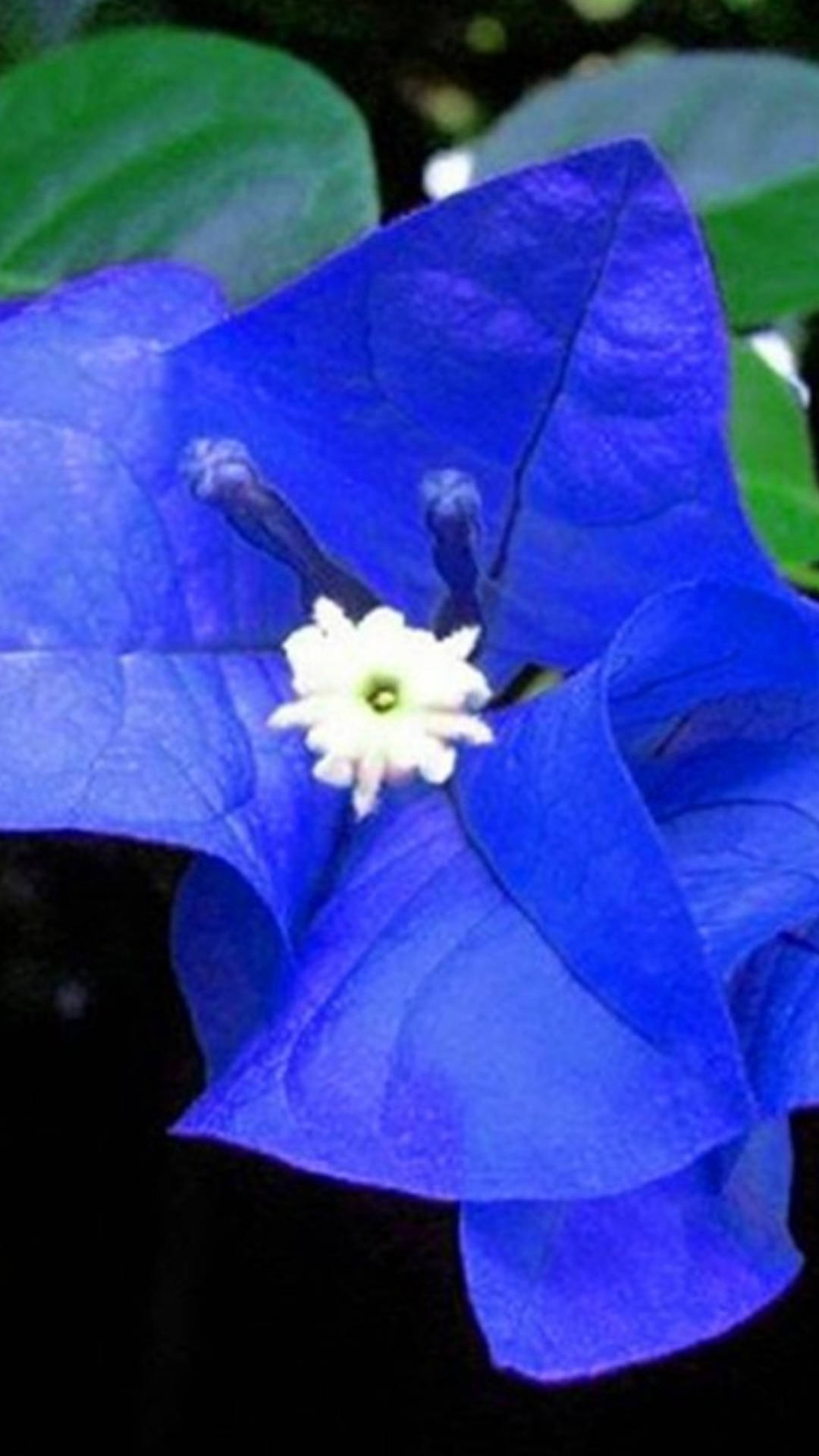 Blå Bougainvillea blomsterstråler på en sort baggrund. Wallpaper