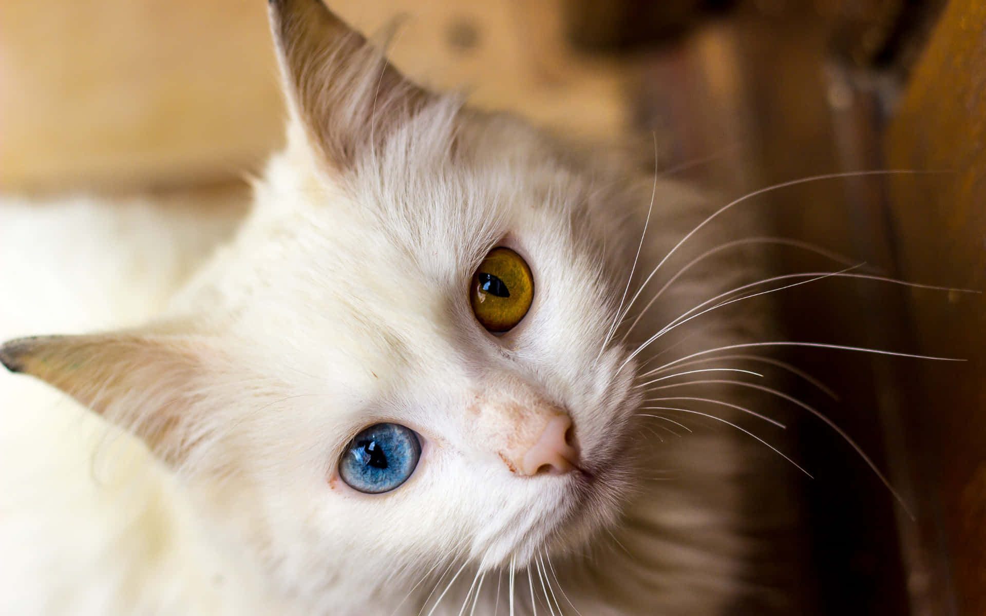 Blue & Brown Cat Eyes White Persian Cat Background