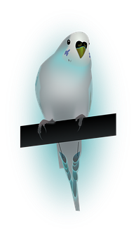 Blue Budgie Illustration PNG