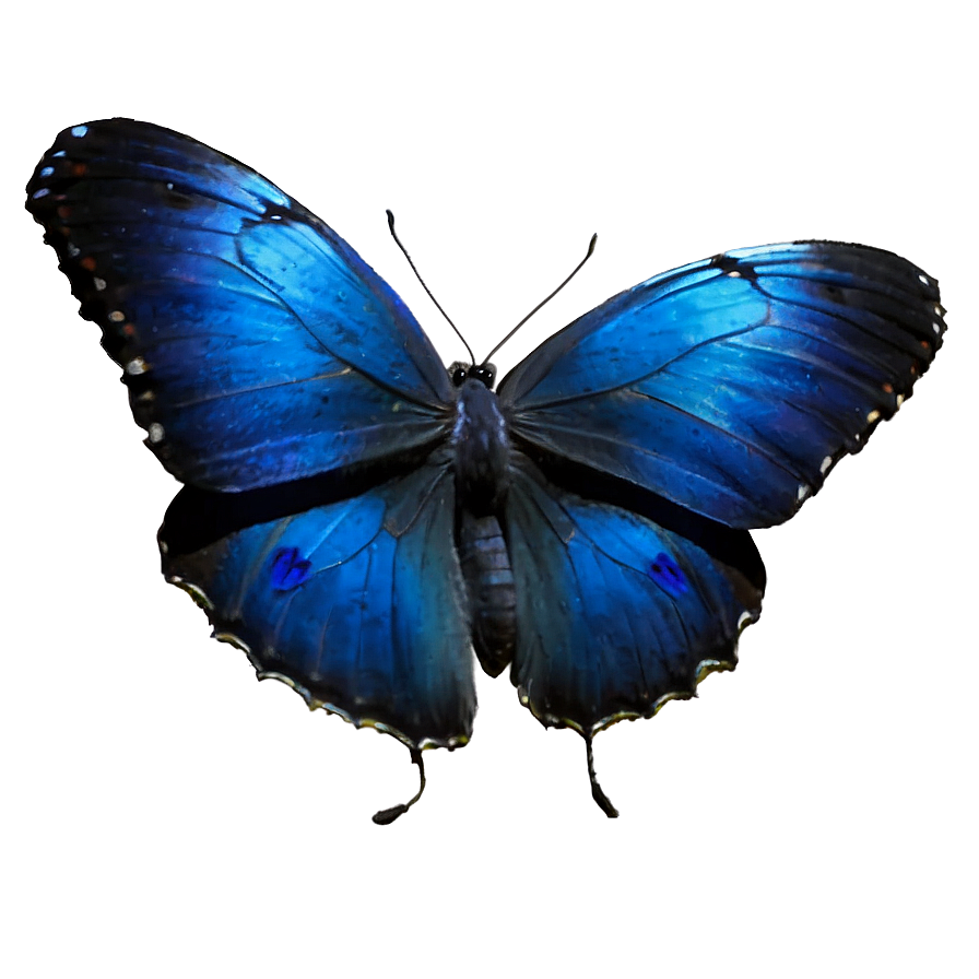 Blue Butterflies With Dew Png 24 PNG