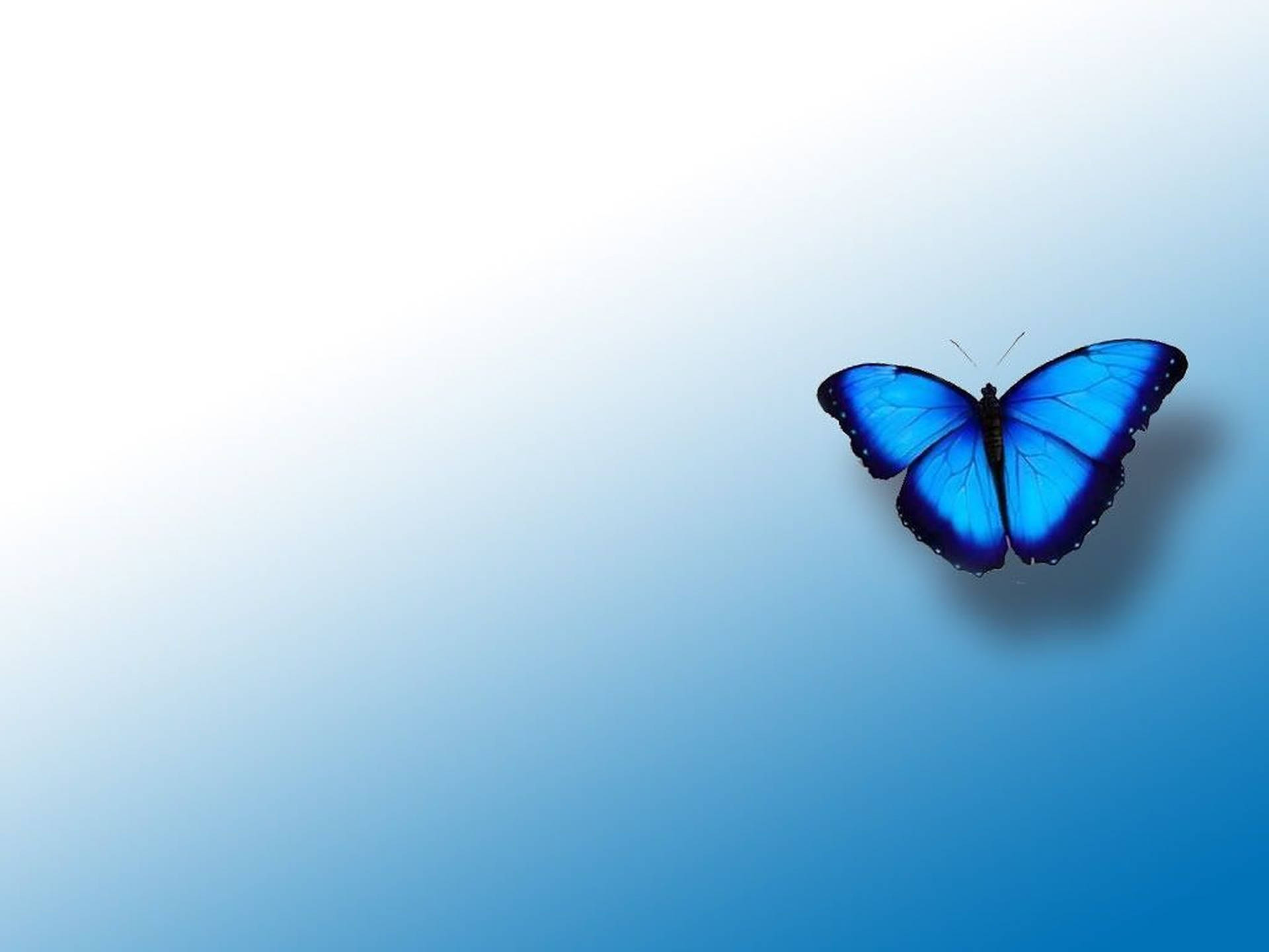 Blue Butterfly Aesthetic Hd Wallpaper