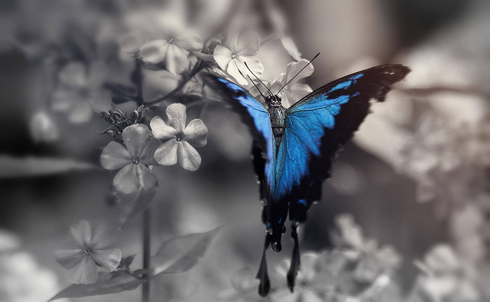 Blue Butterfly Aesthetic Hd Picture Wallpaper