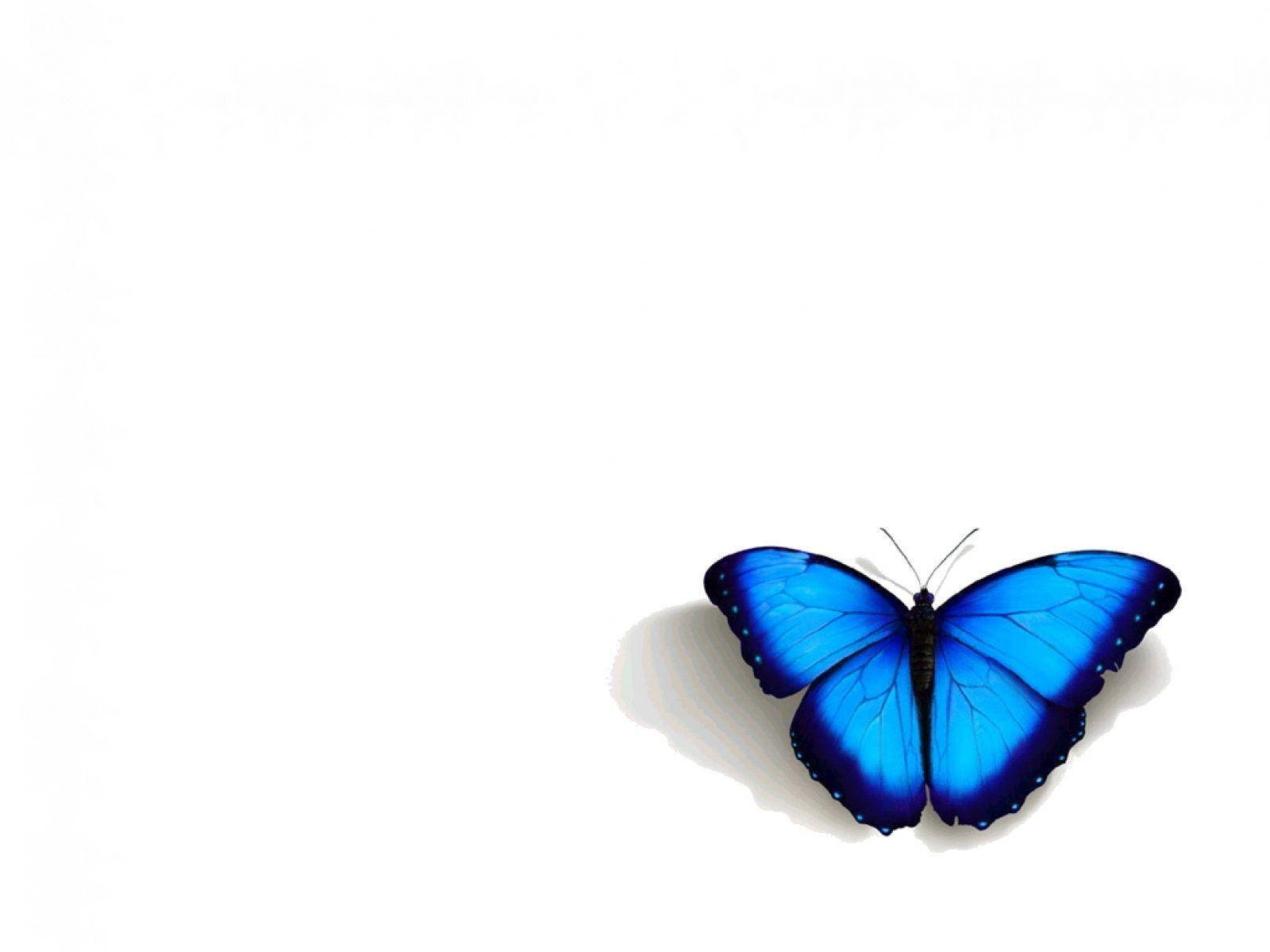 Blue Butterfly Aesthetic In White Wallpaper