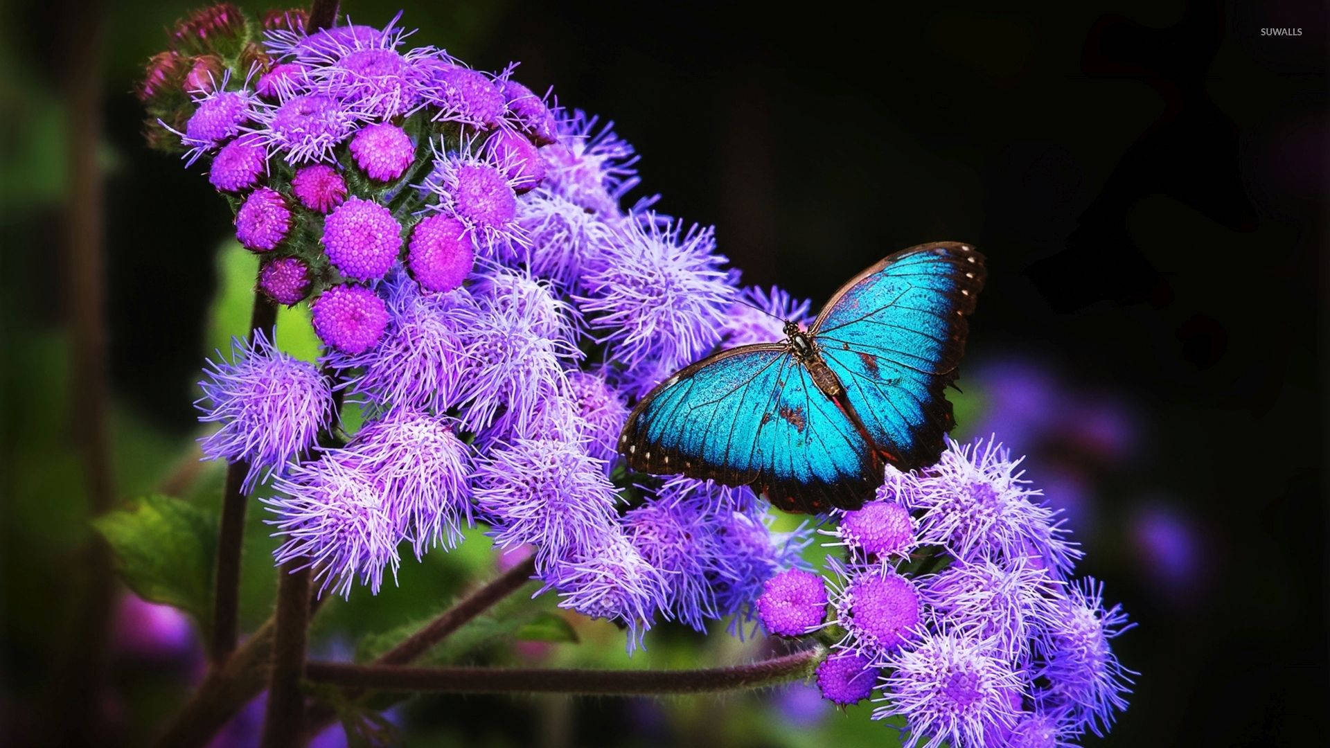 Blue Butterfly Aesthetic On Lavender Wallpaper
