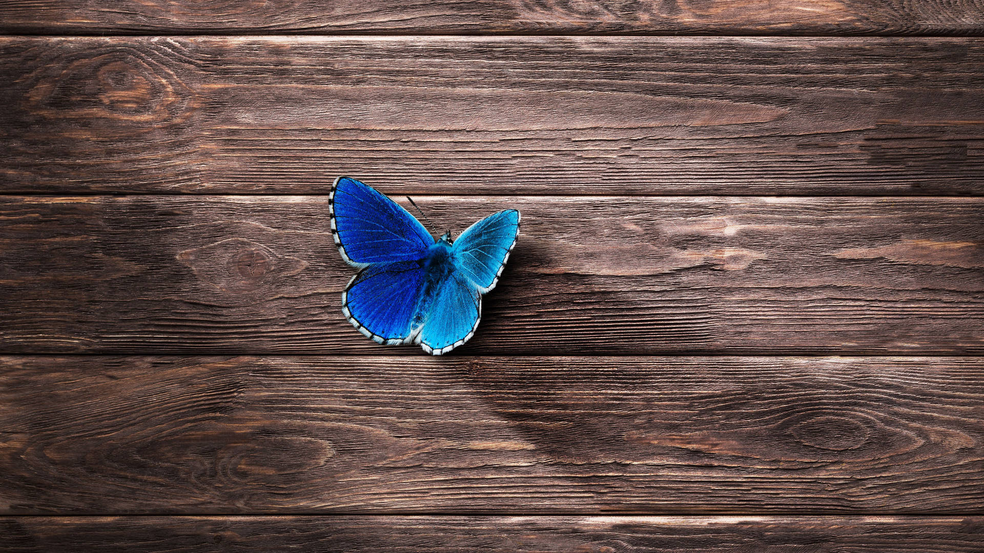 Blue Butterfly Aesthetic On Wood Wallpaper