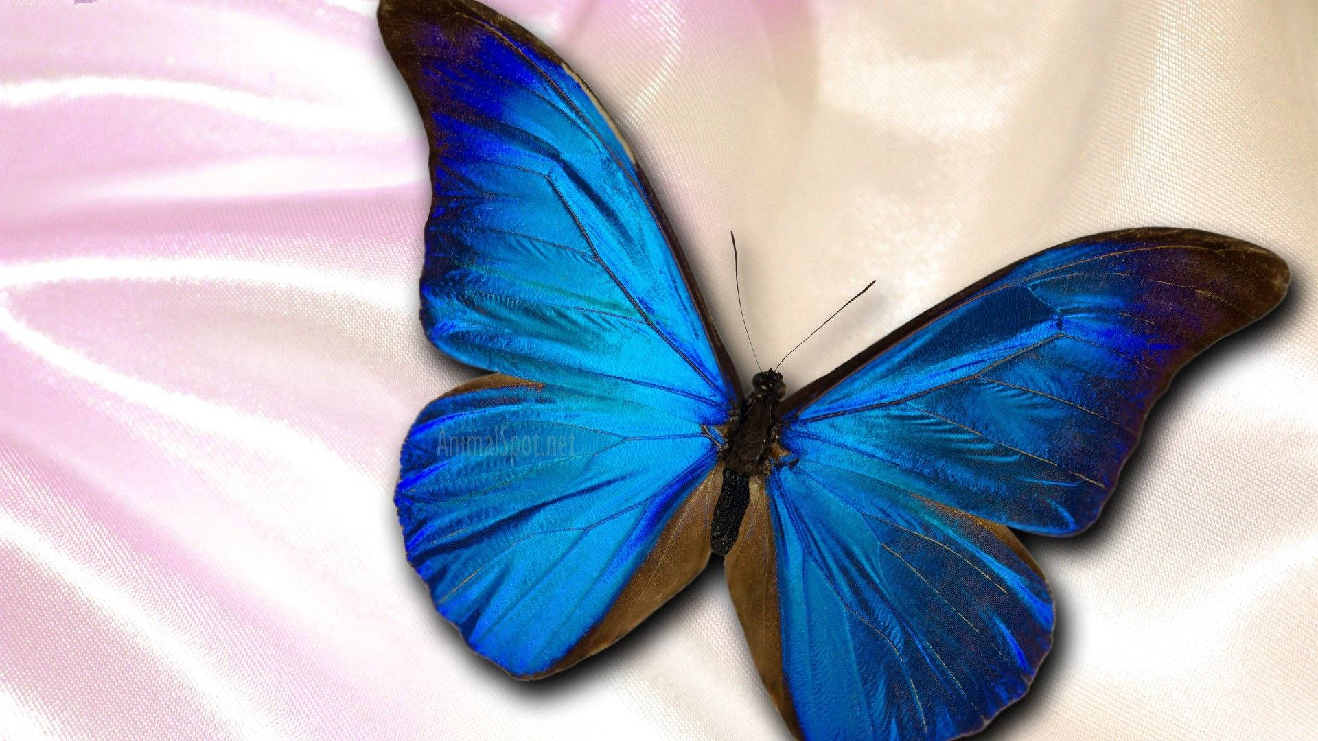Blue Butterfly Aesthetic Wings Wallpaper