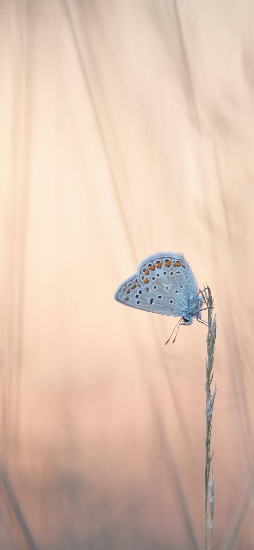 Blue Butterfly Against Beige Aesthetic Phone Wallpaper