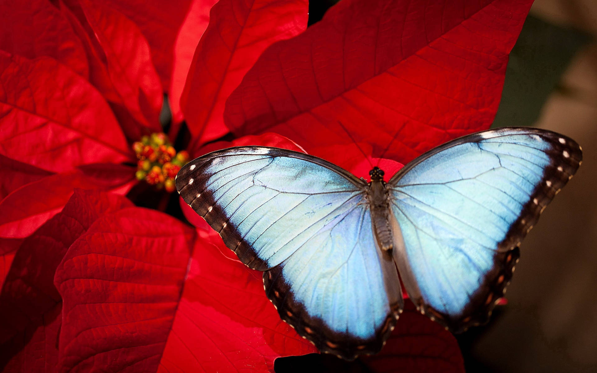 Blue Butterfly And Poinsettia