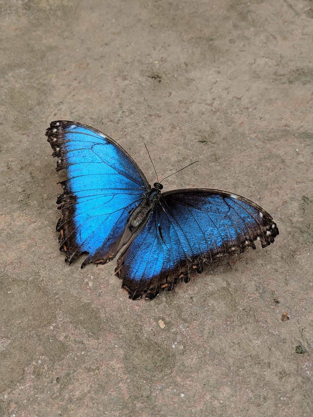 Einbunter Blauer Schmetterling Schwebt Über Den Wildblumen.