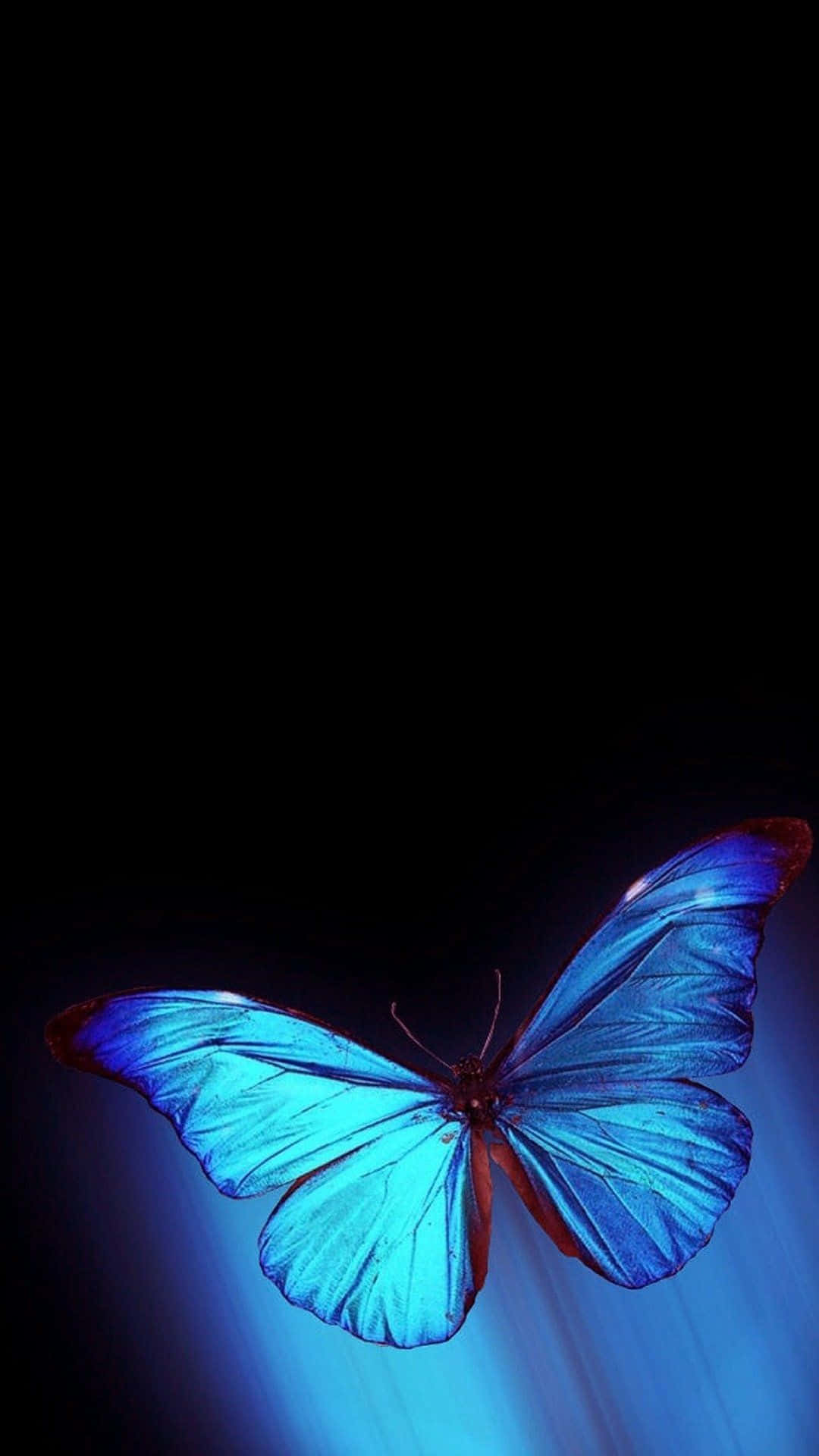 A bright blue butterfly glimmering in the sunlight