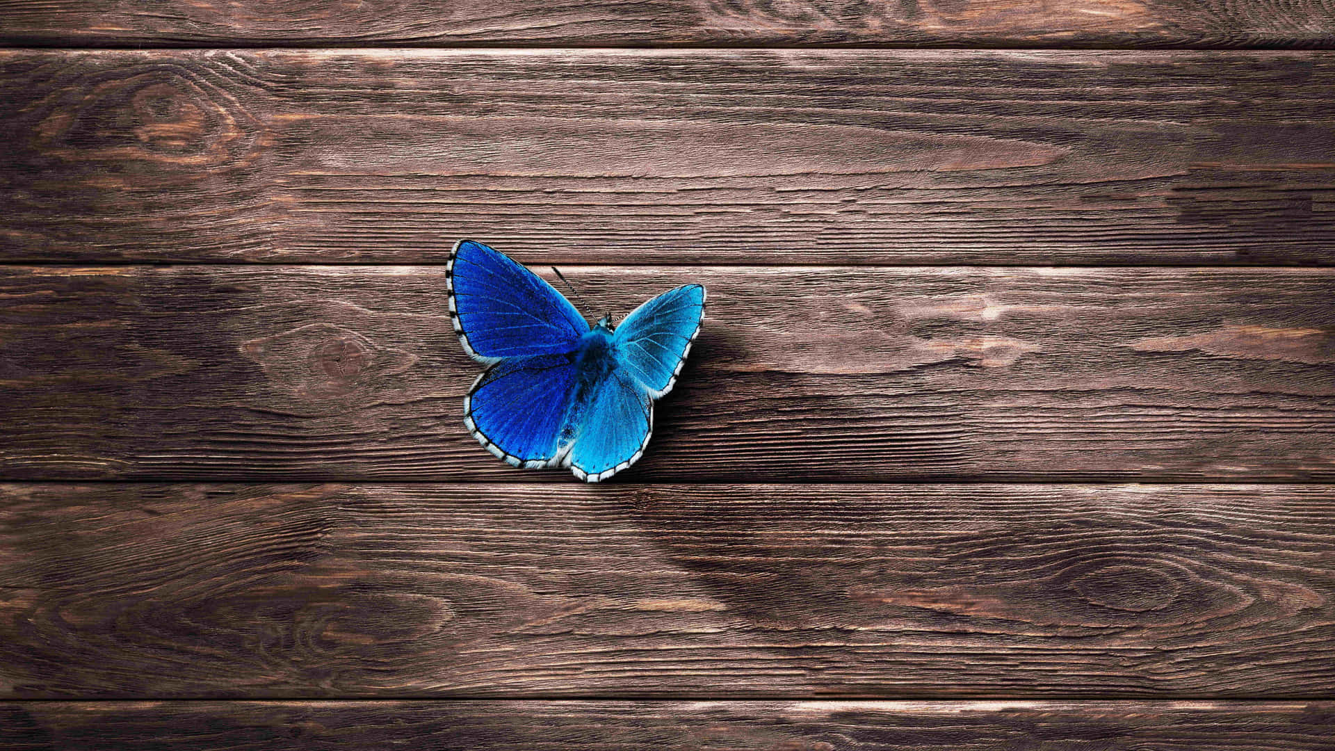 Schönheitder Natur: Ein Blauer Schmetterling Schwebt Sanft