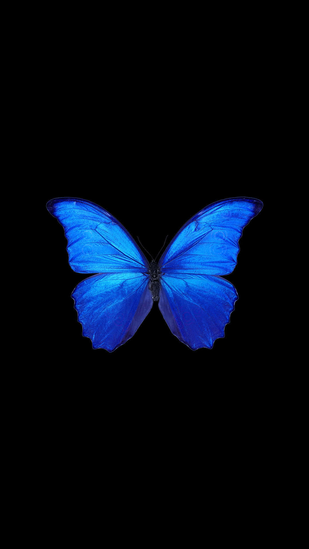 Vackerblå Fjäril