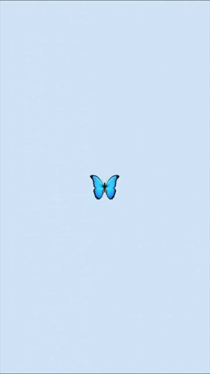 Colorful and graceful, a Blue Butterfly