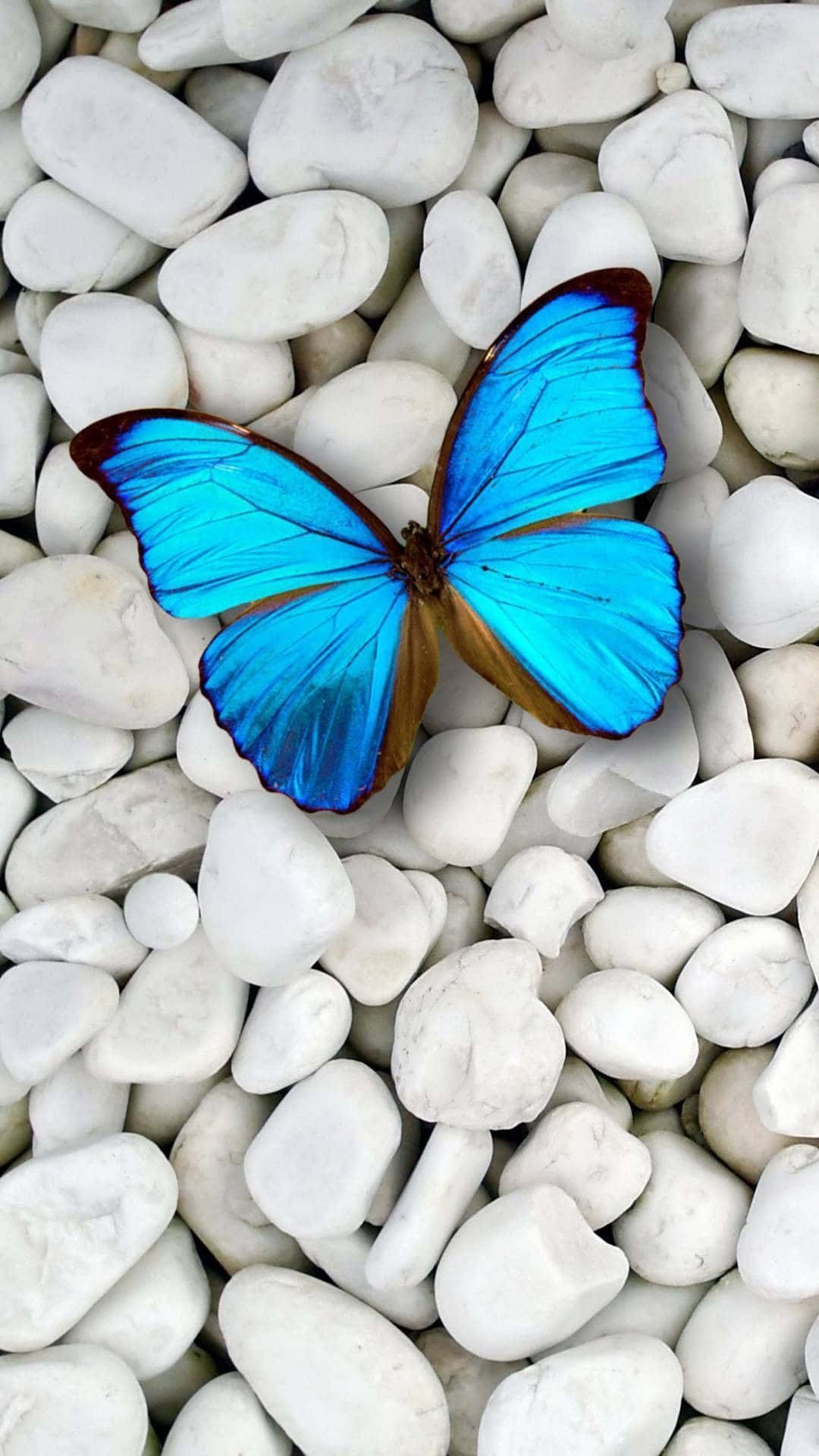 Glänzenderblauer Schmetterling Auf Einer Leuchtend Gelben Blume