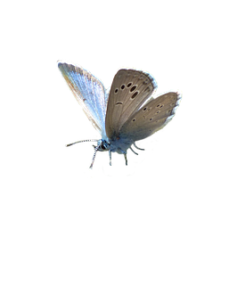 Blue Butterfly Black Background PNG