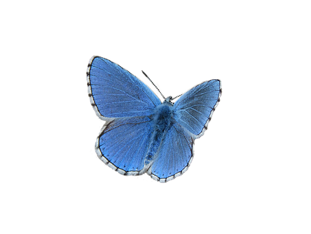 Blue Butterfly Black Background PNG
