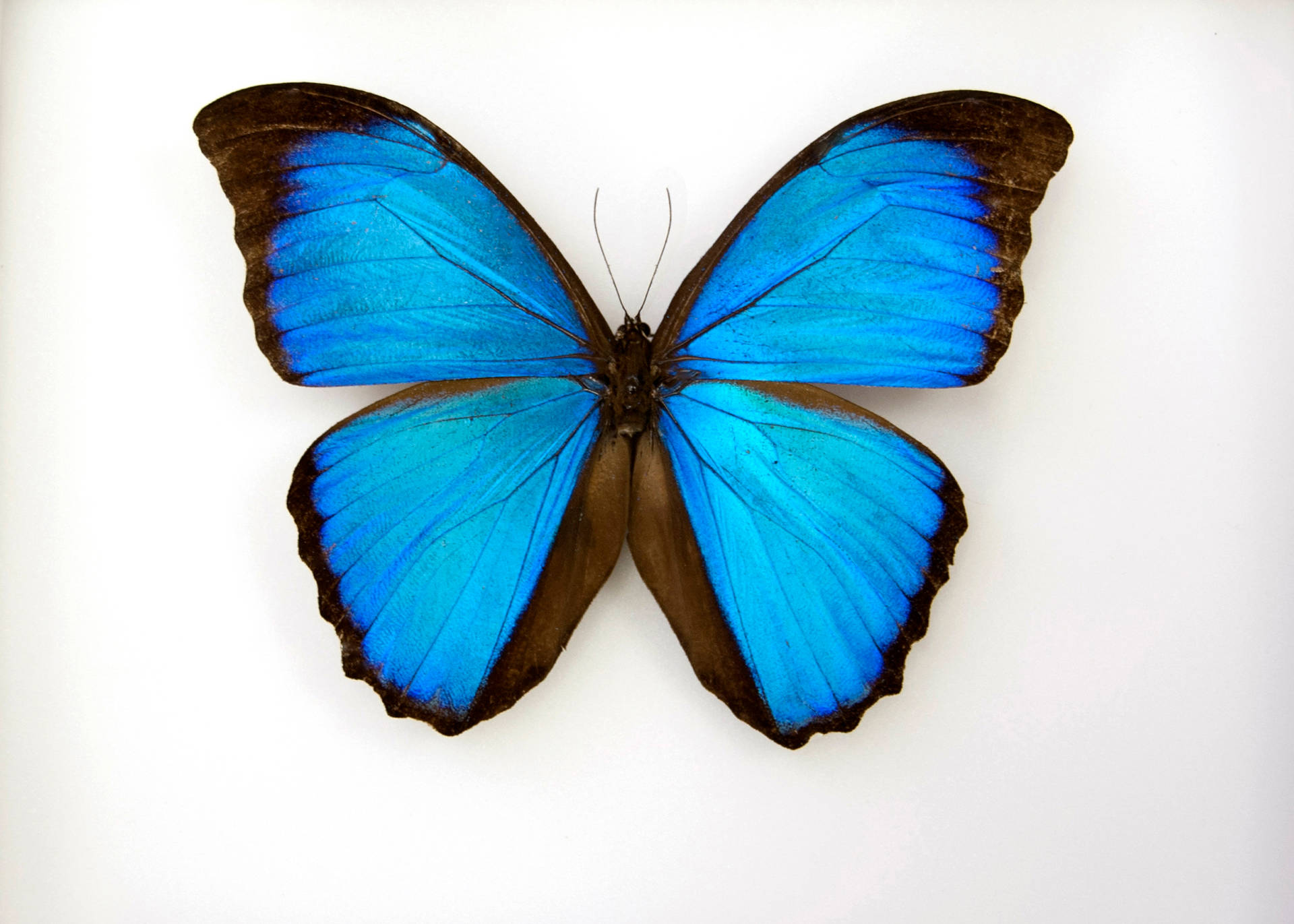 Blue Butterfly Brown Outline Wallpaper