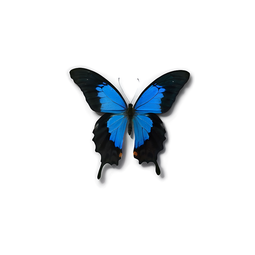 Blue Butterfly Close-up Png 21 PNG