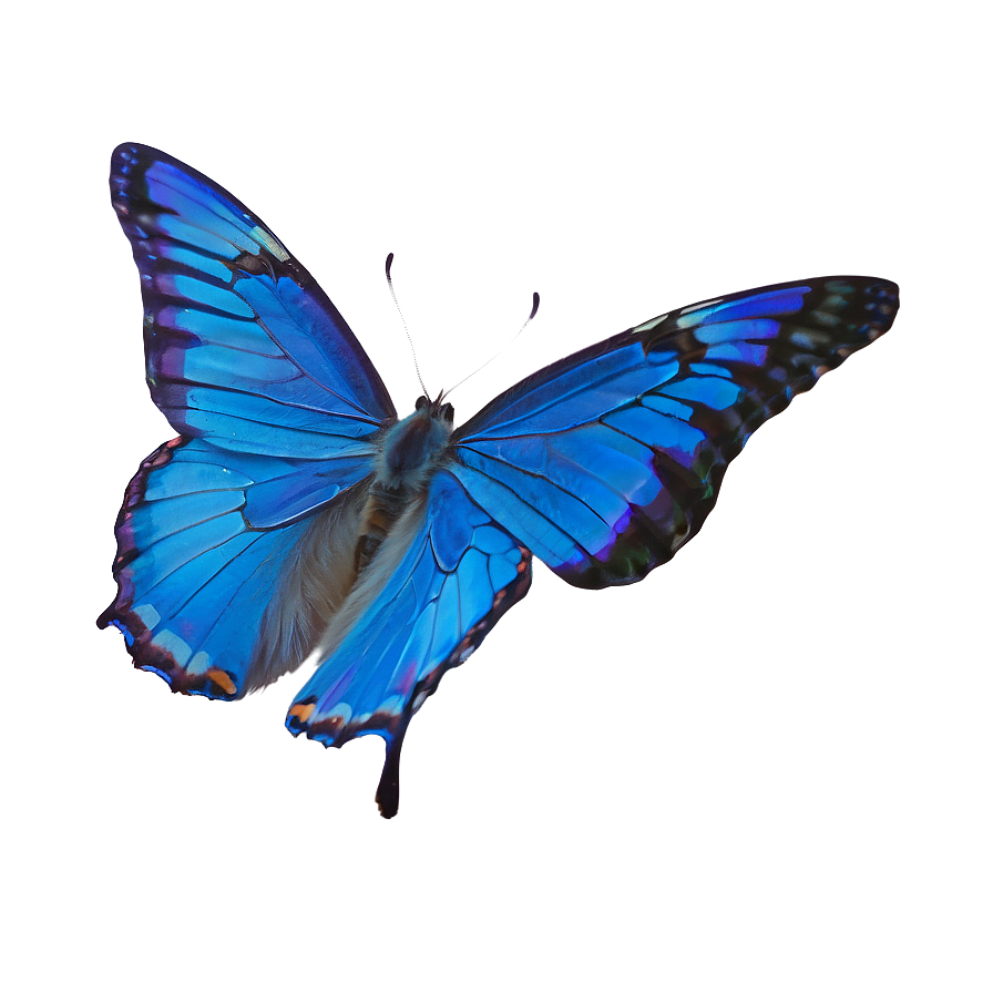 Blue Butterfly In Flight Png 21 PNG