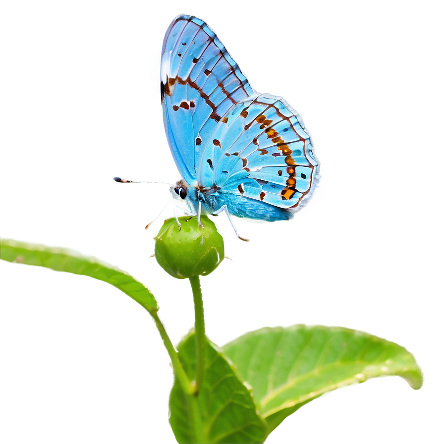 Blue Butterfly In Sunlight Png Ibp PNG