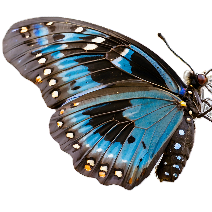 Blue Butterfly In The Wild Png 93 PNG