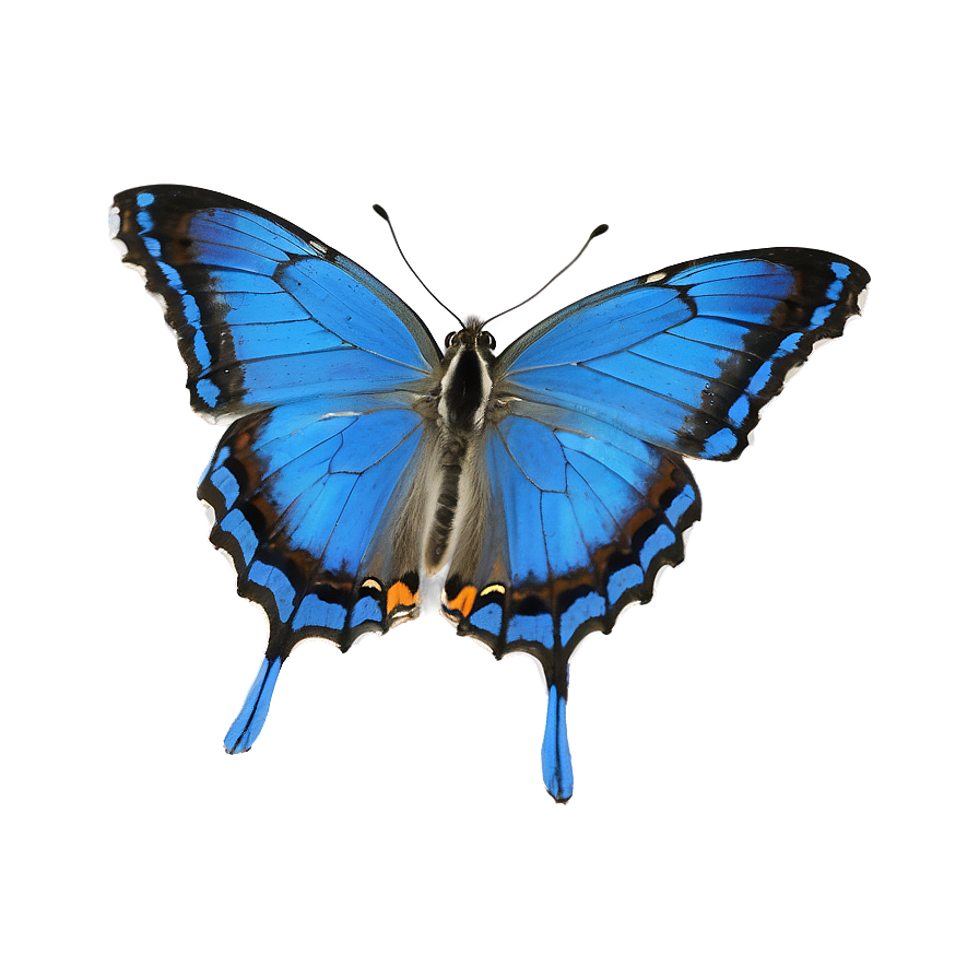 Blue Butterfly In The Wild Png Iia PNG