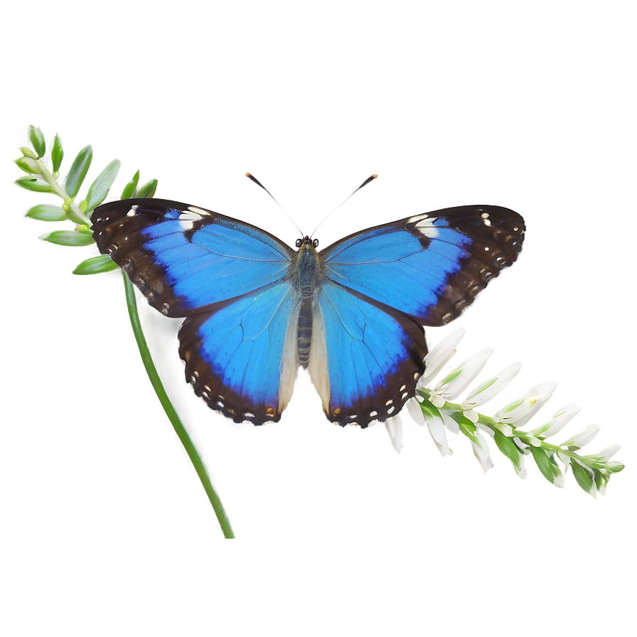 Blue Butterfly In The Wild Png Ycy PNG