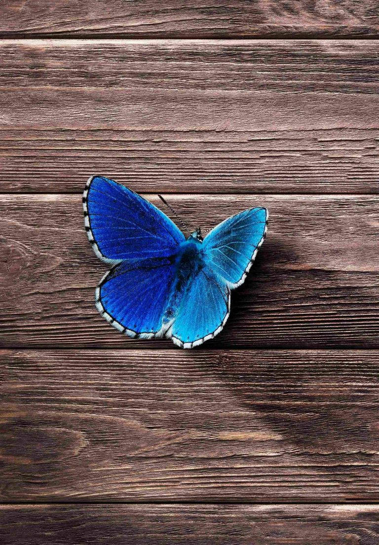 Blue Butterfly Ipad 2021 Background