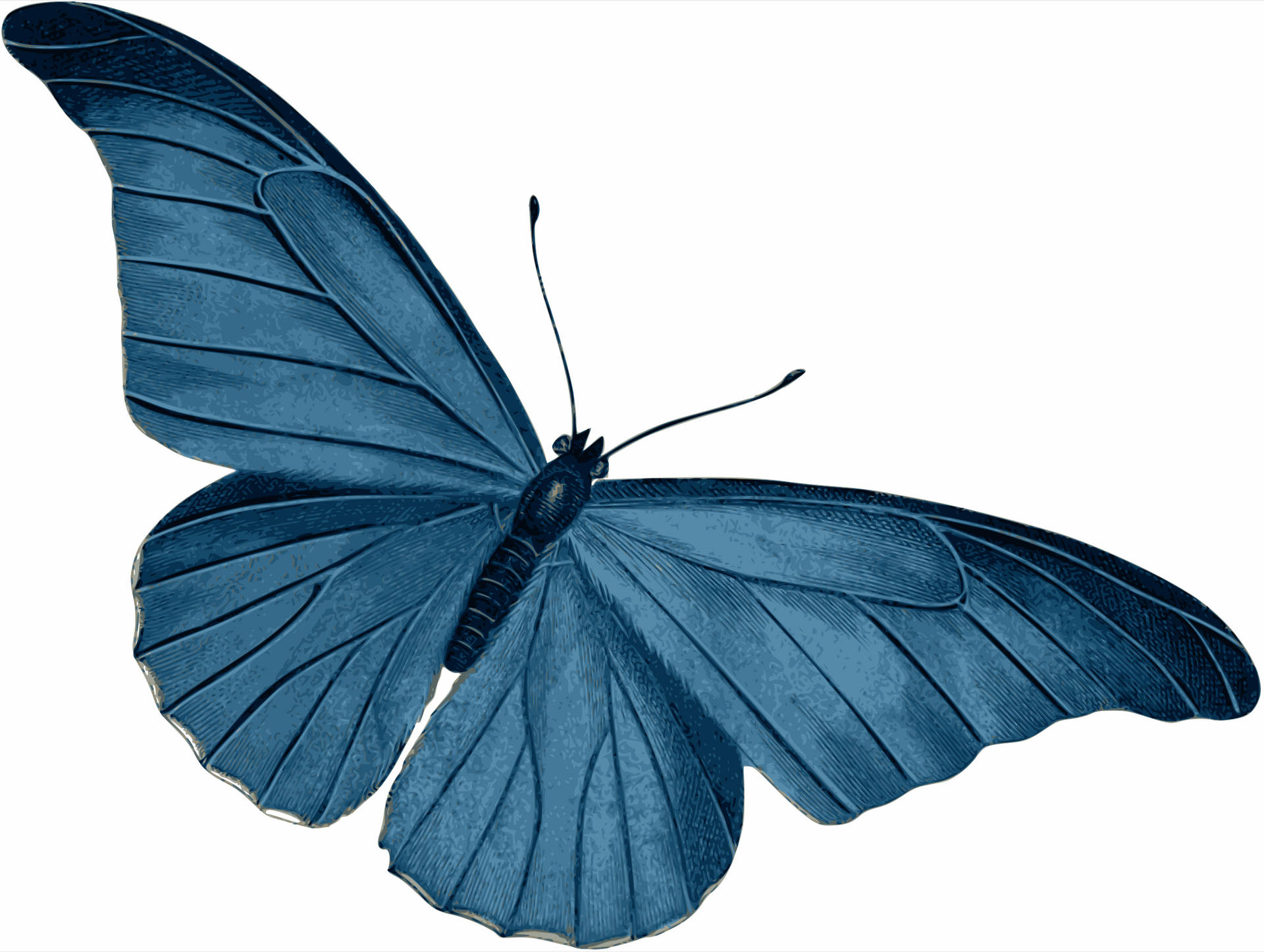 Blue Butterfly Massive Forewings Wallpaper