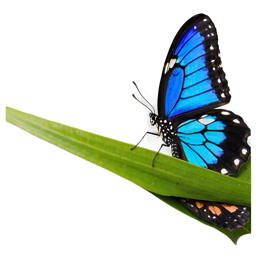 Blue Butterfly On Blue Background Png 05212024 PNG