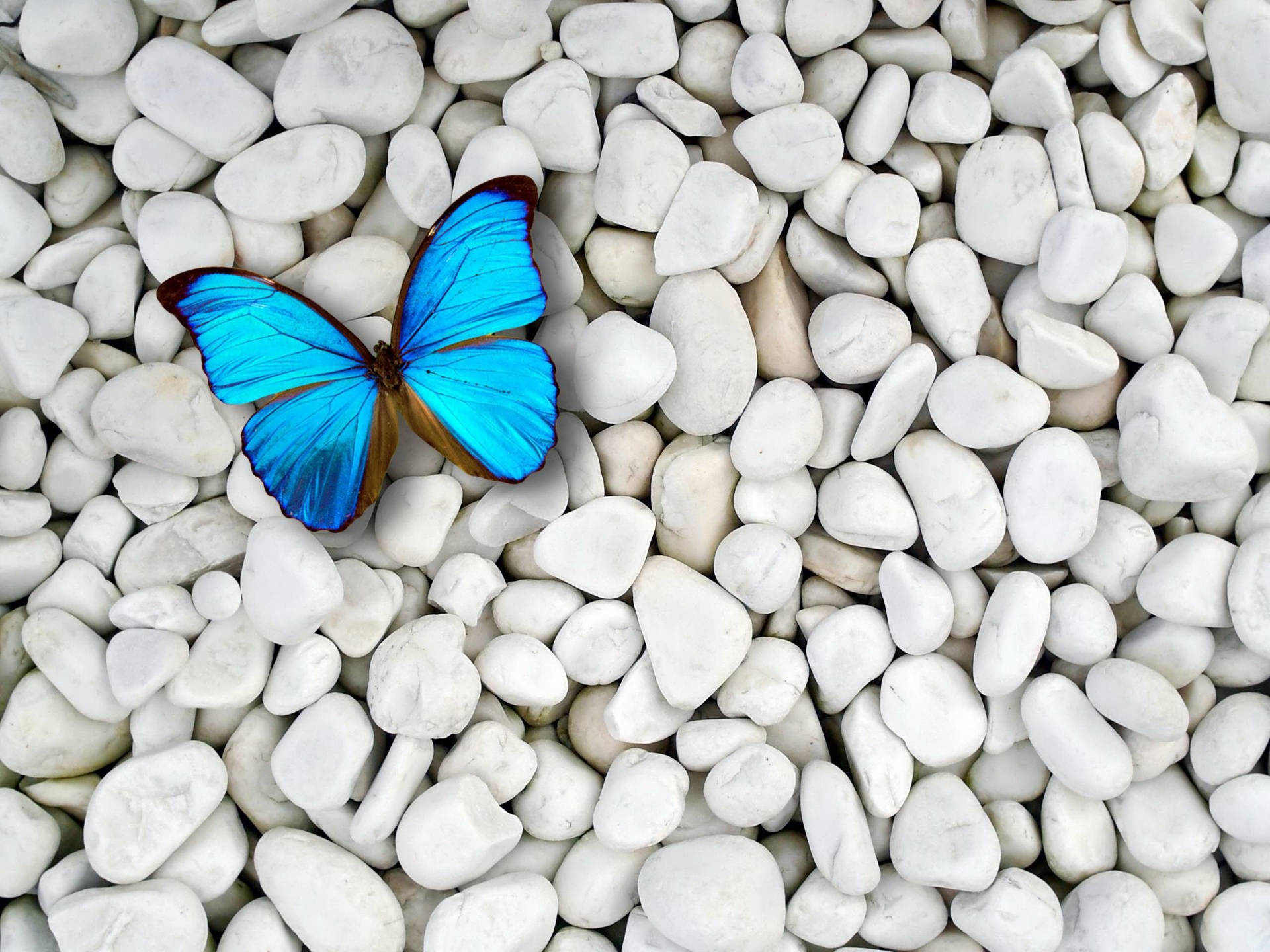 Blue Butterfly on Pebbles Wallpaper