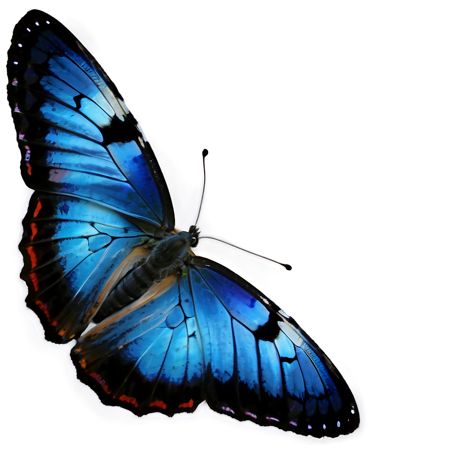 Blue Butterfly On White Png 05212024 PNG