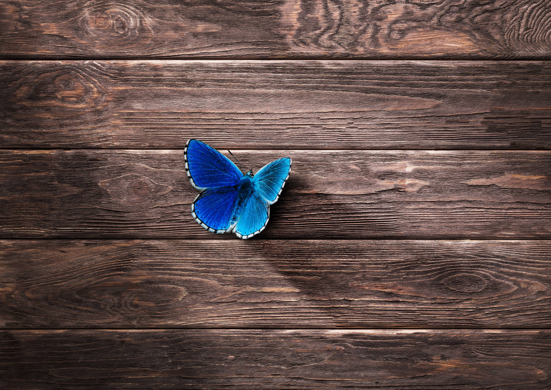 A stunning Blue Butterfly resting upon a Wooden Branch Wallpaper