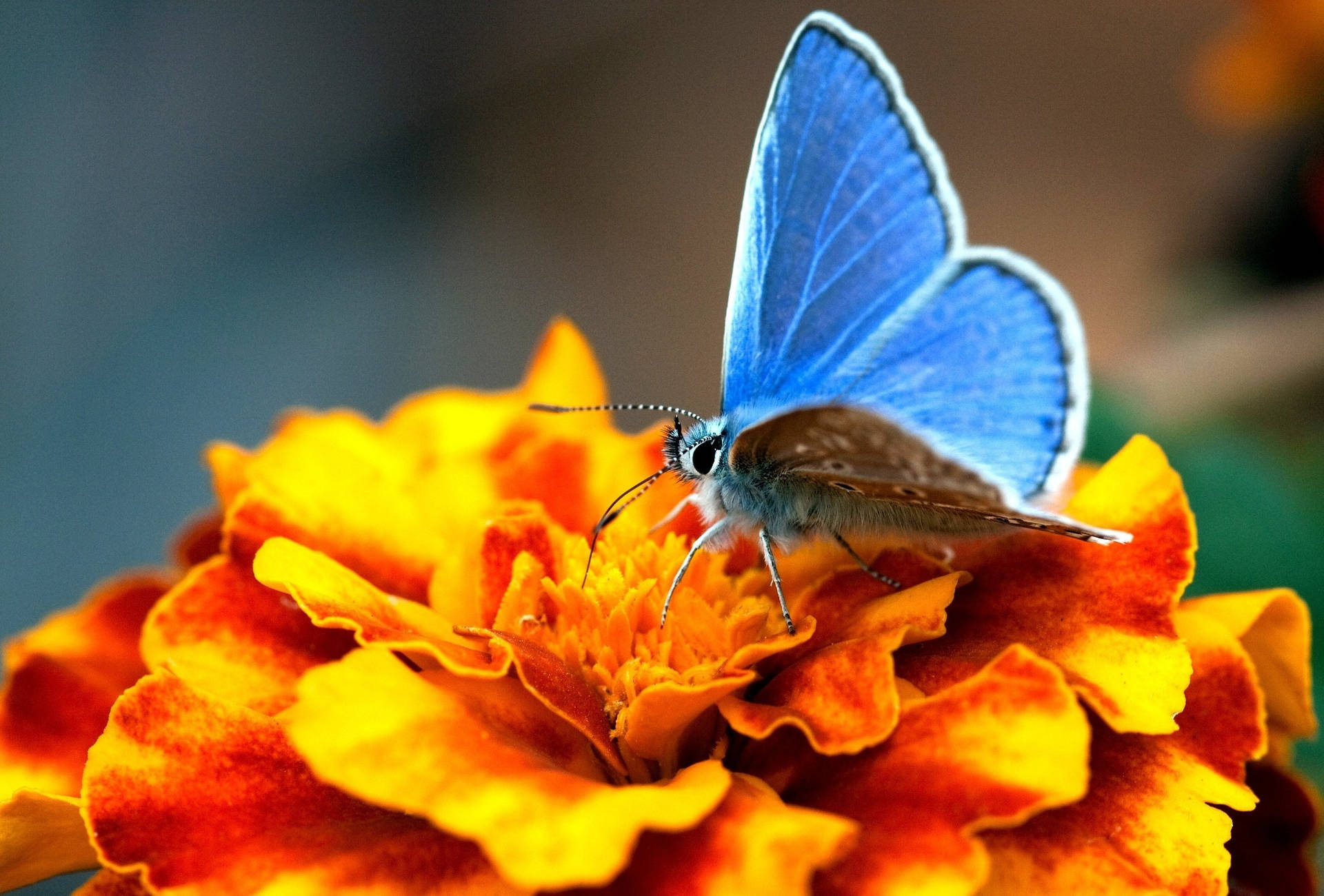 Fluttering Freely - Blue Butterfly and Orange Flower Wallpaper
