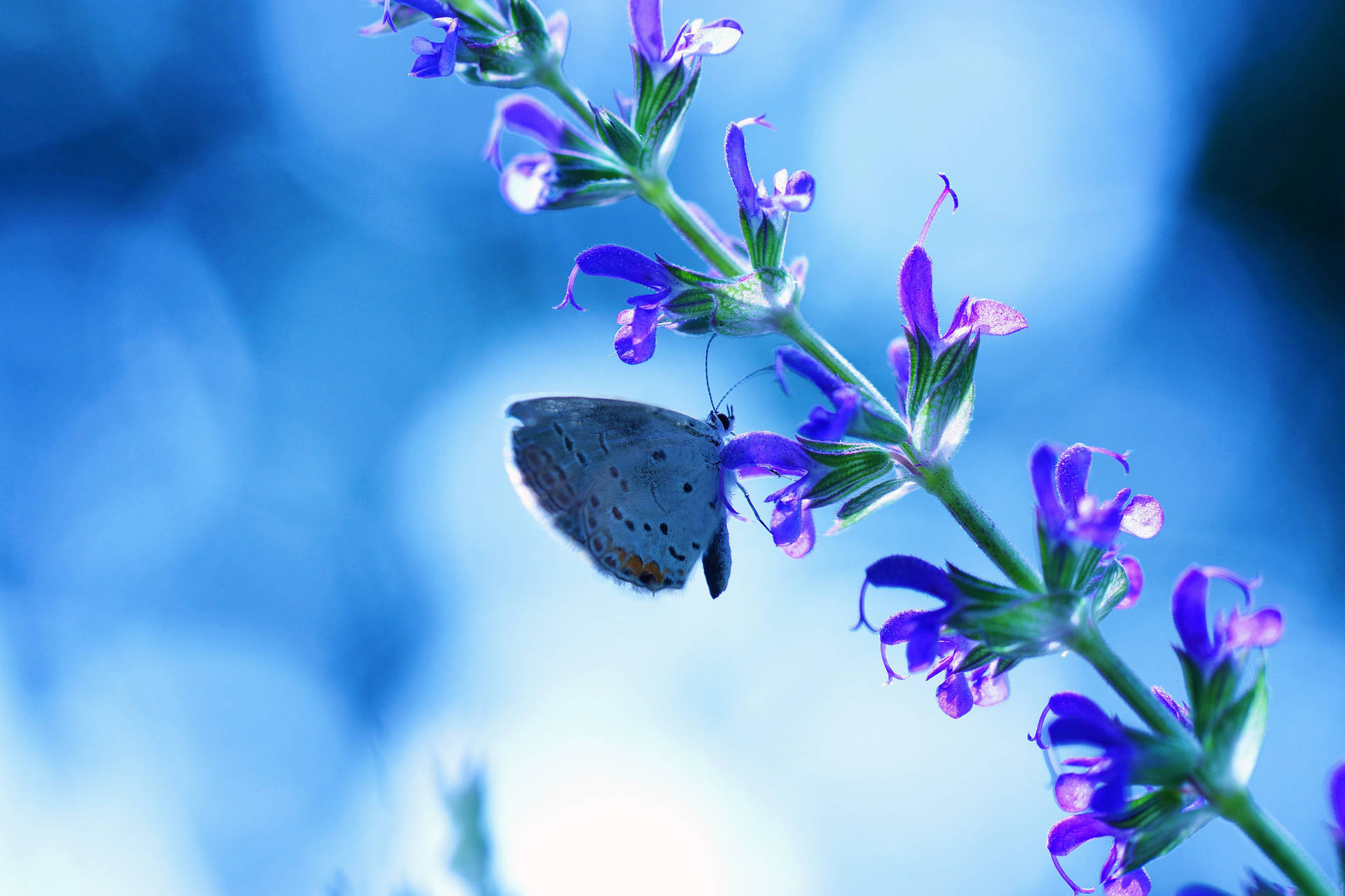 Blue Butterfly Purple Flower Wallpaper